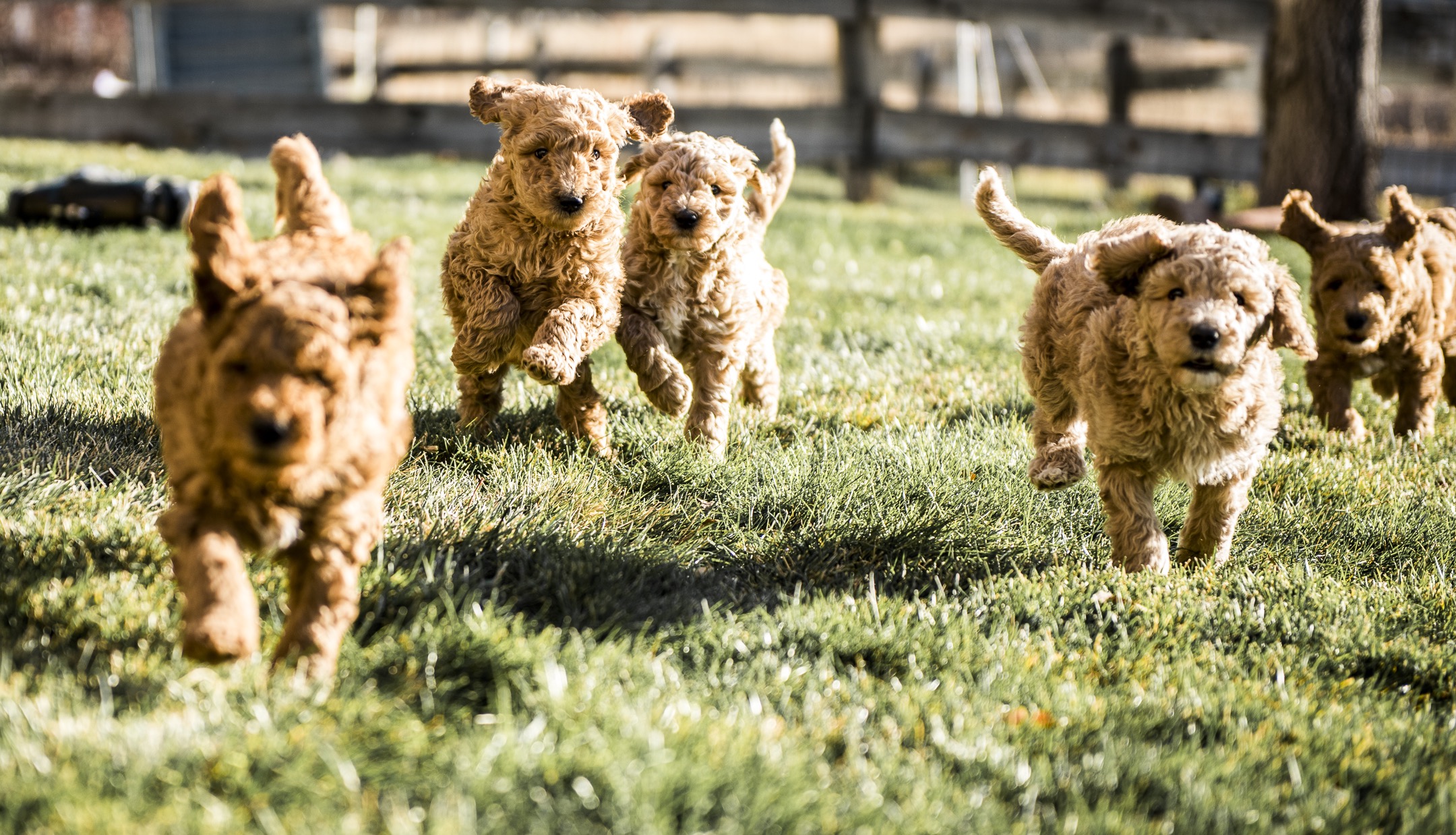Are Goldendoodles Calm or Hyper?